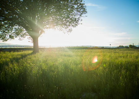 Tree in a paddock